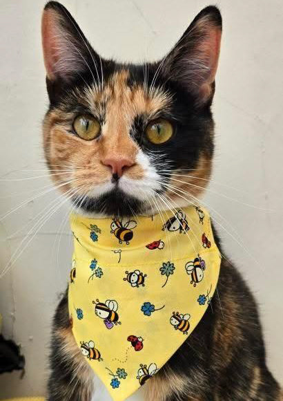 Bees Pet Bandana