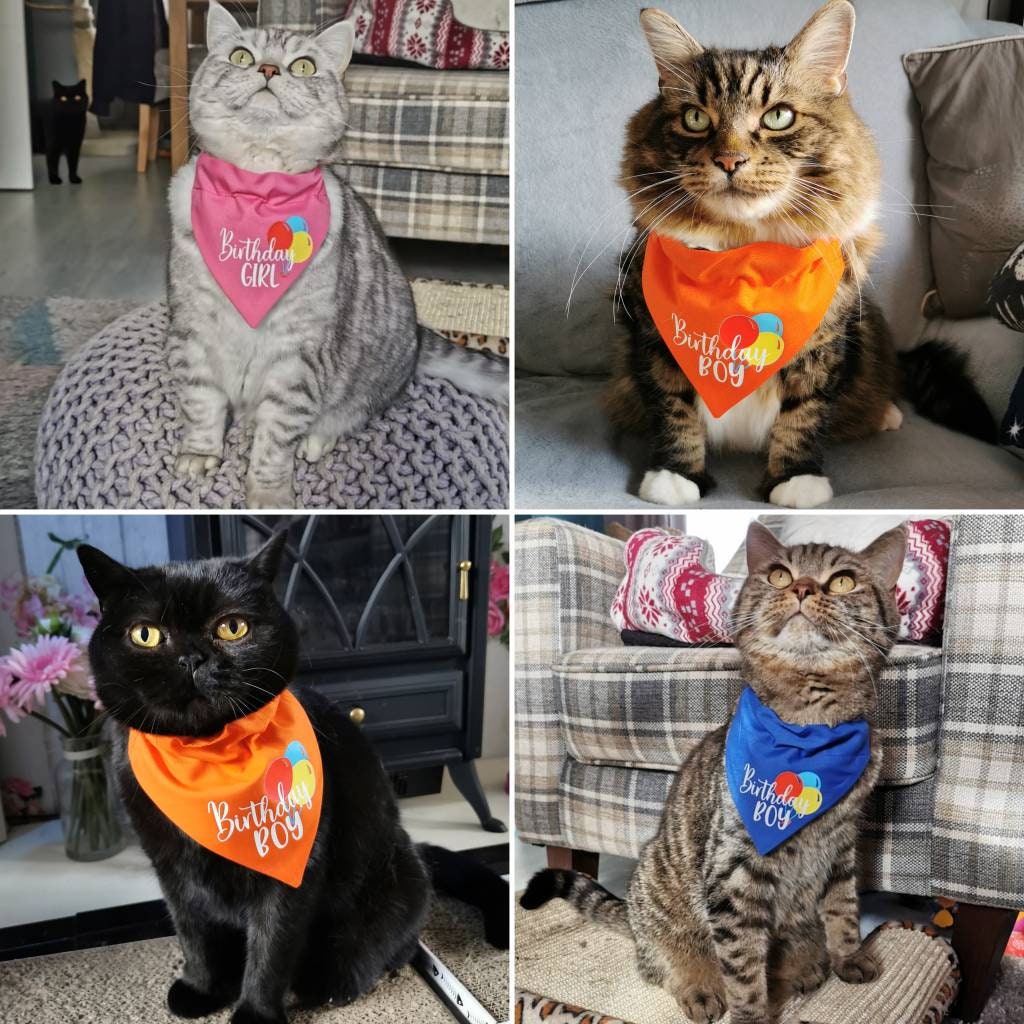 Photo shows four cats in different birthday pet bandanas, all look cute in their birthday bandanas