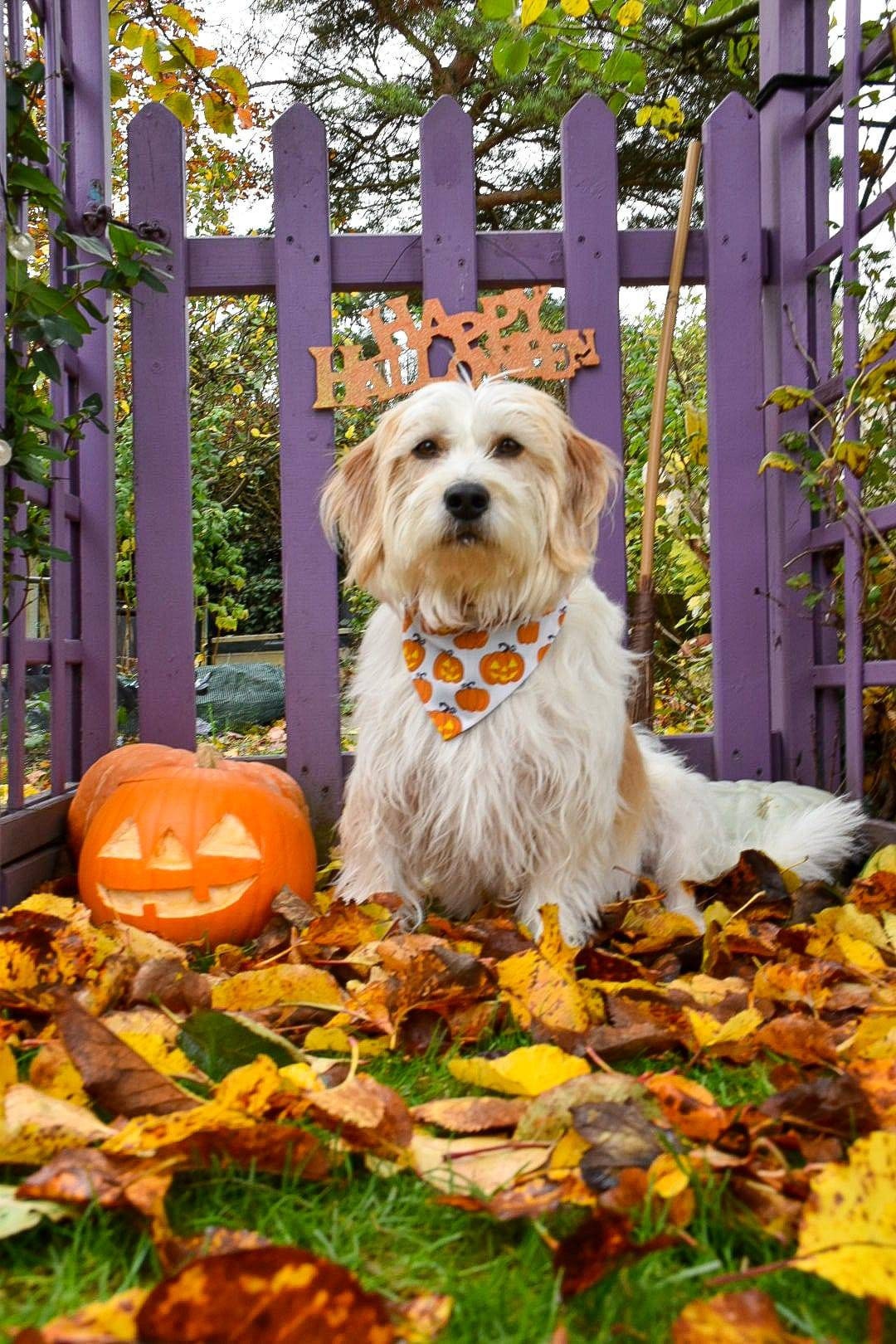 A terrier mix dog sat in autumn fallen leaves with a pumpkin wearing a Halloween themed pet bandana with scary pumpkin faces on
