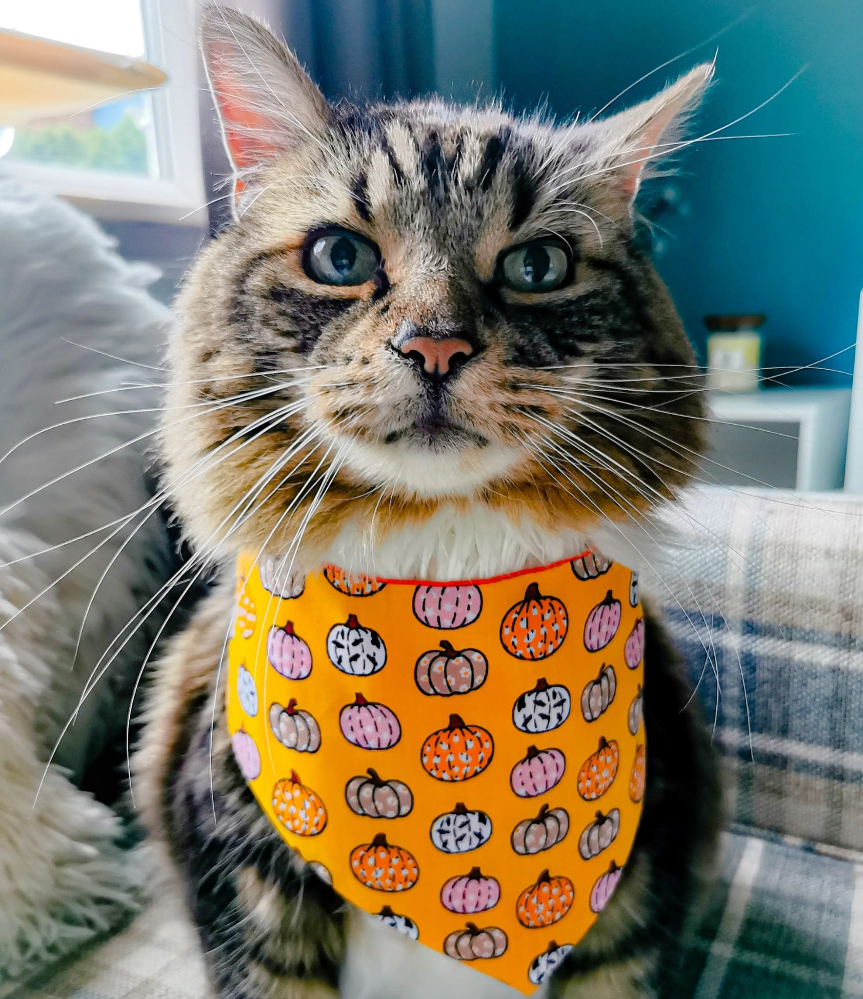 A tabby cat wearing an orange bandana decorated with pumpkin patterns sits on a plaid couch.