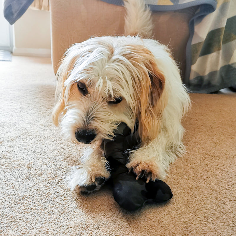 Picture shows a terrier-mix dog playing with his camo dog toy