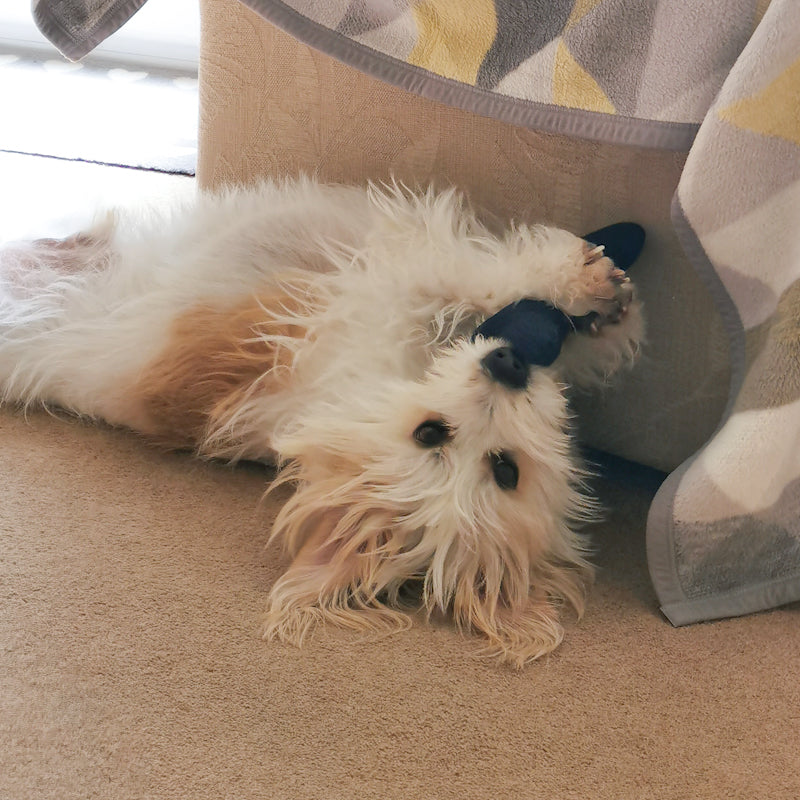 Picture shows a terrier-mix dog on his back with his denim dog toy in his paws