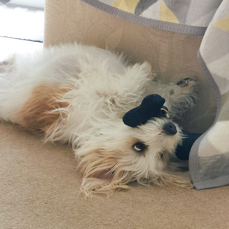 Picture shows a terrier-mix dog with a denim dog toy in his mouth