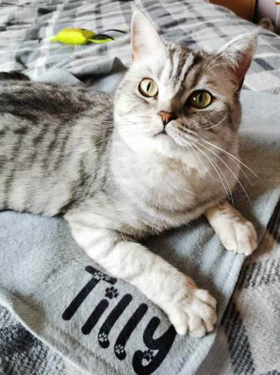 Picture shows a british shorthair cat sitting on a grey blanket personalised with the name "Tilly"