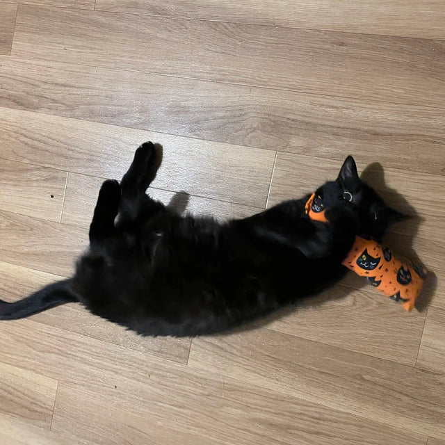 A black cat rolling on its back with a Halloween themed catnip cat kicker