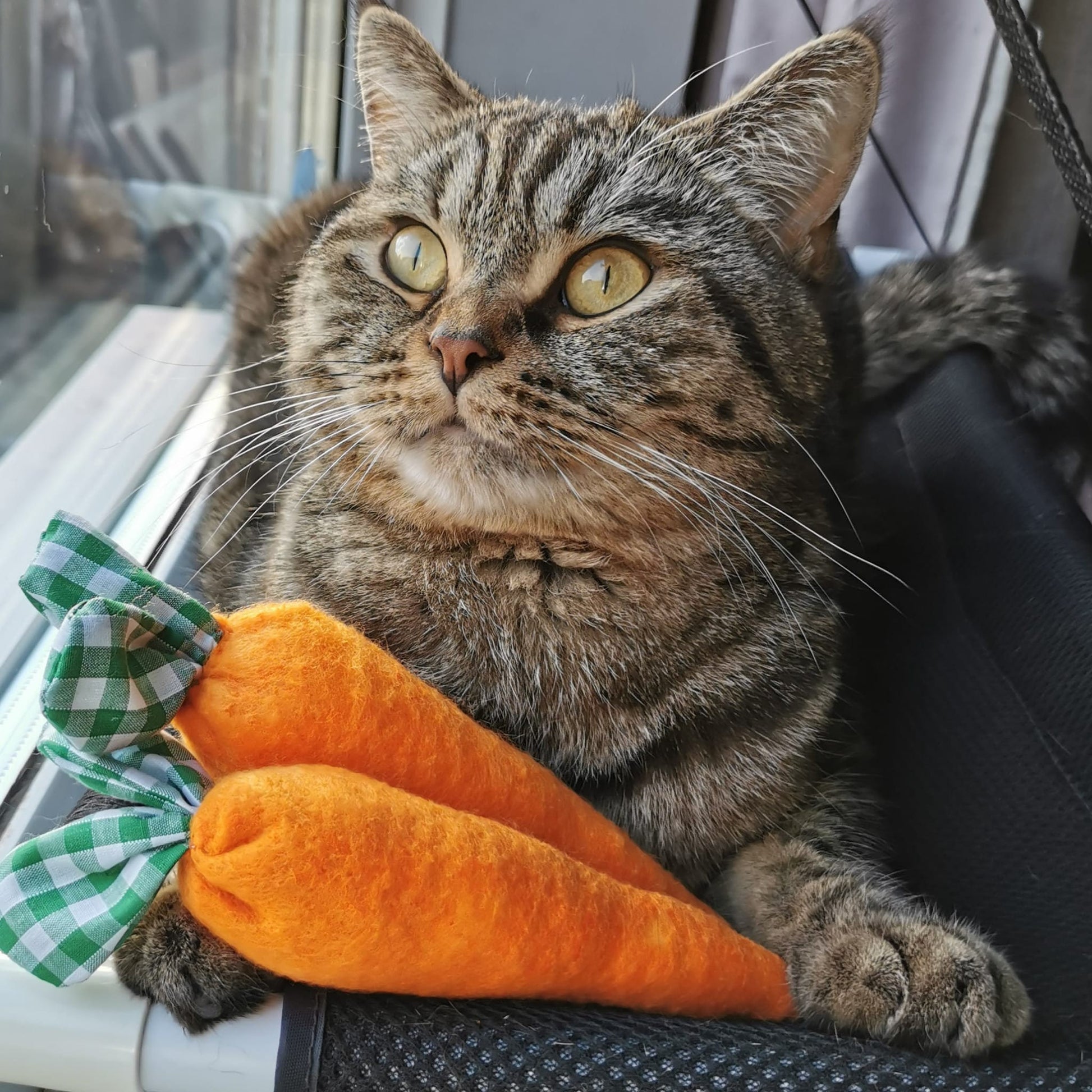 Catnip Cat Toy carrots being enjoyed by our British shorthair Teddy