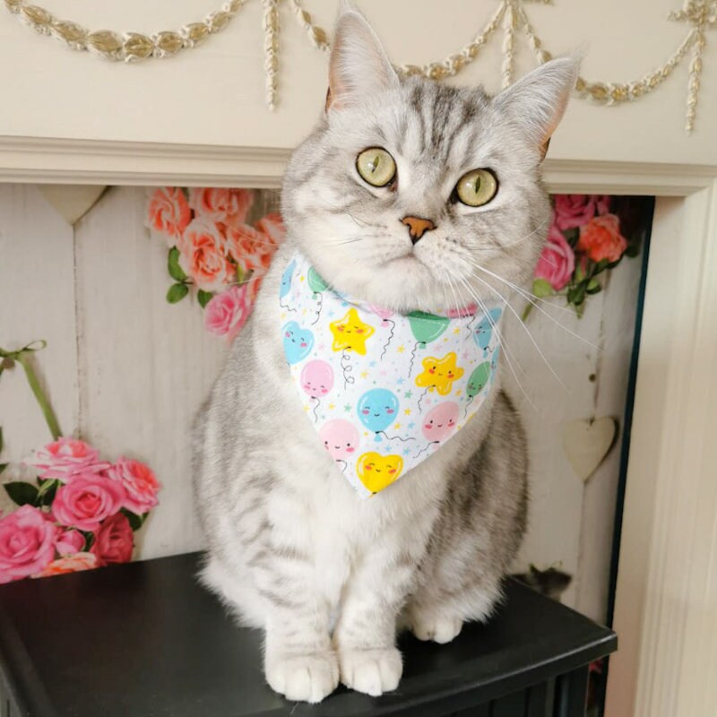 This picture shows our beautiful British shorthair girl Tilly wearing the birthday pet bandana 