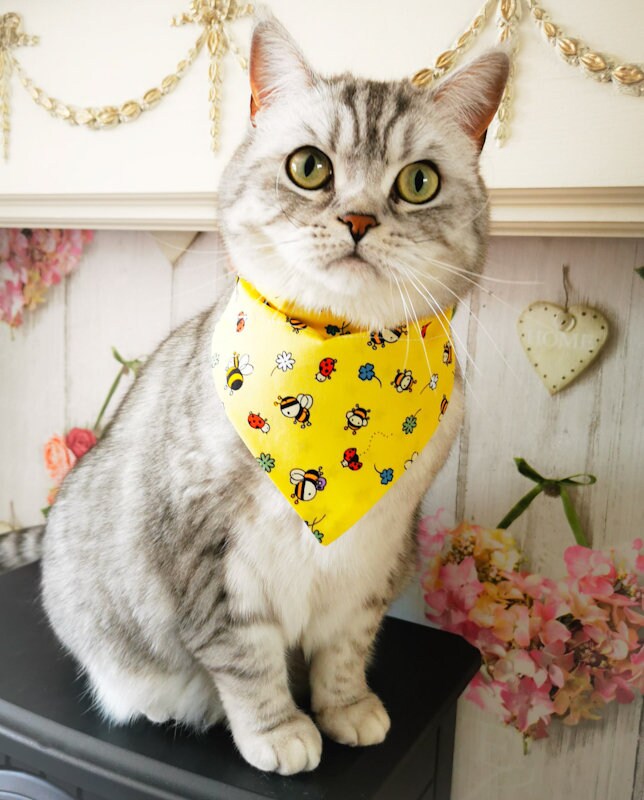 picture shows the bandana on our beautiful british shorthair tilly