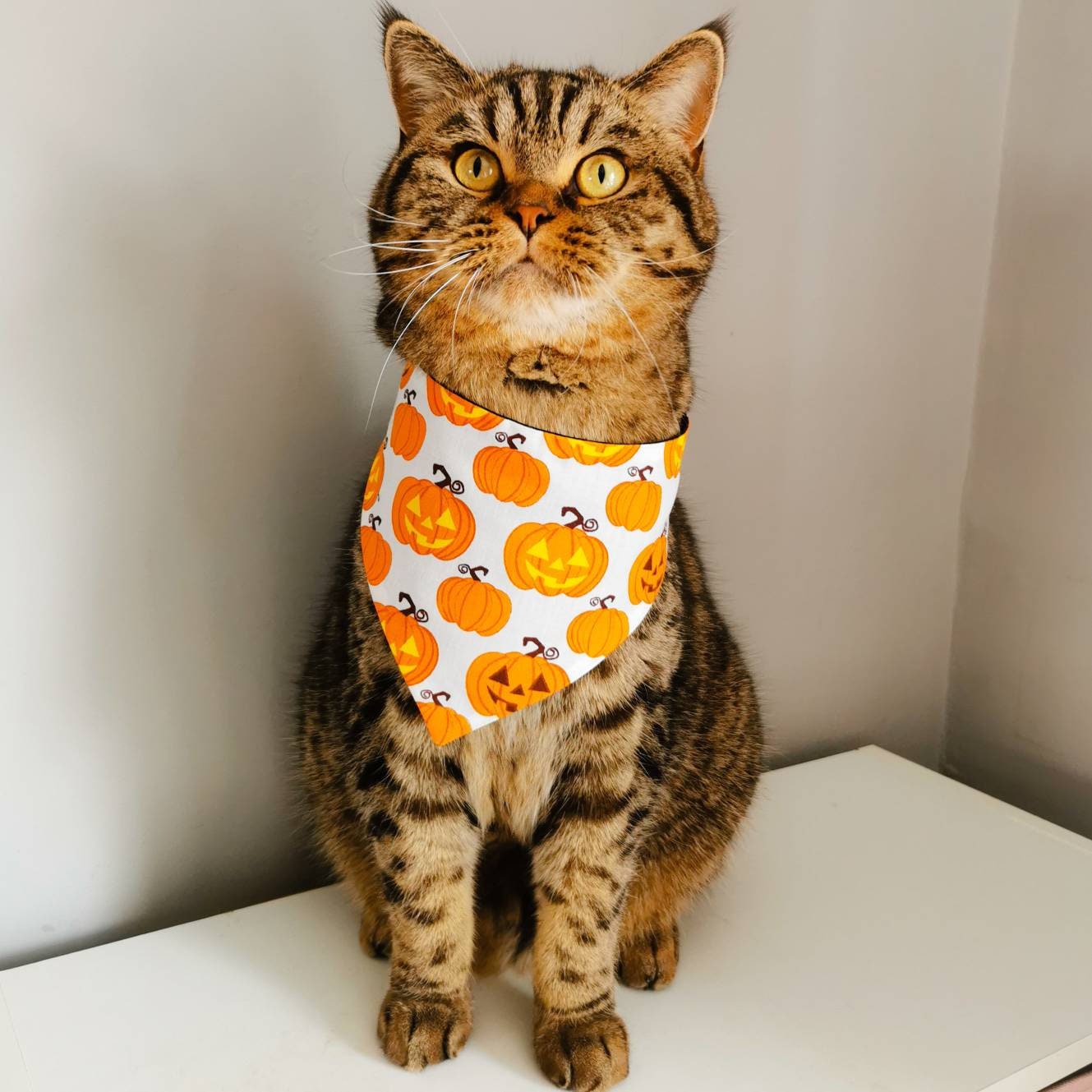 A tabby cat sat on a cupboard wearing a Halloween themed pet bandana with scary orange pumpkin faces on