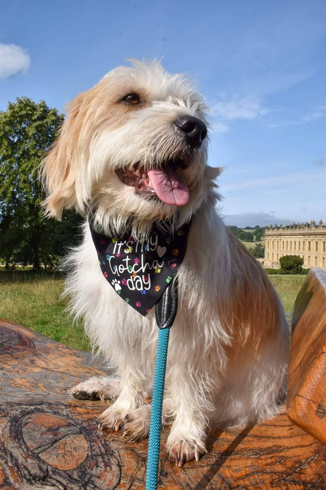 Gotcha Day Bandana